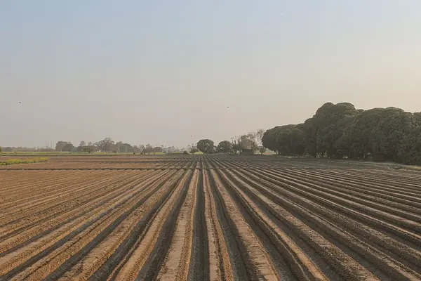 Acondicionamiento y conservación de plantas verdes y con flor