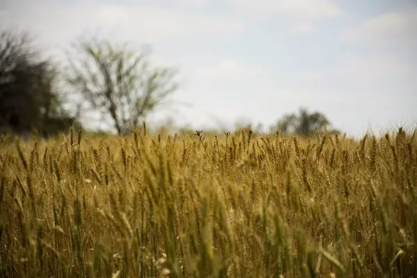 Mantenimiento de los equipos de siembra y plantación en agricultura