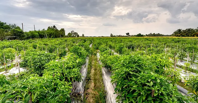 Selección de los equipos para efectuar cuidados culturales en agricultura