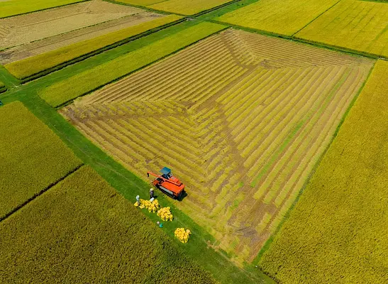 Preparación del terreno para la plantación de cultivos hortícolas y de flor cortada
