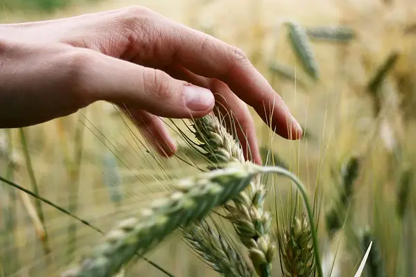 Selección de los equipos de carga, descarga y transporte de productos agrarios