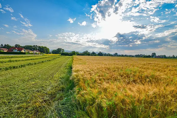Productos agrarios susceptibles de ser cargados, transportados y descargados con medios mecánicos