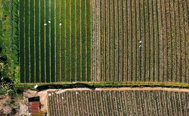 Operaciones auxiliares de riego en cultivos agrícolas