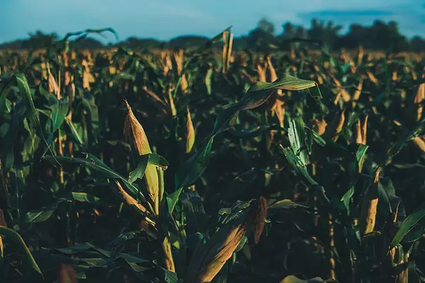 Manejo y mantenimiento de equipos de carga, descarga y transporte de productos agrarios