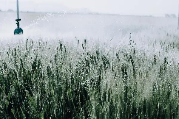 Control de plagas y enfermedades en agricultura ecológica
