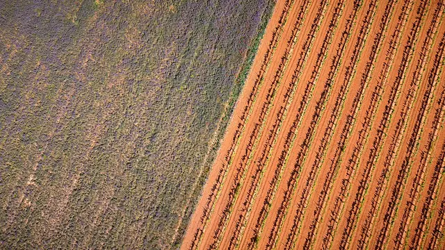 Manipulador de alimentos - empresas carnicas